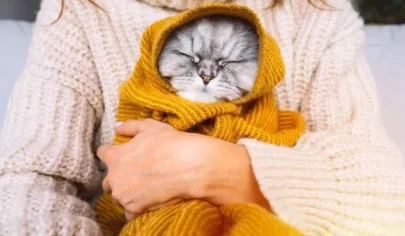 بهترین دما برای گربه