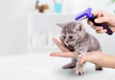 مراقبت از بچه گربه
