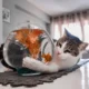 آیا ماهی برای گربه مناسب است