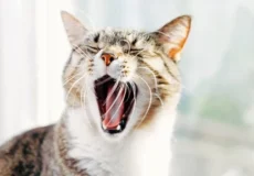 دلیل بوی بد دهان گربه