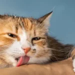 لیس زدن گربه