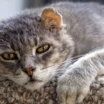نگهداری از گربه مسن
