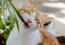 گربه و گیاه خانگی