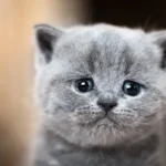 گریه گربه ها