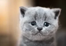 گریه گربه ها