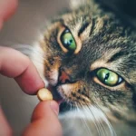 قرص دادن به گربه