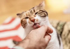 لیس زدن گربه