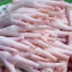 پای مرغ برای گربه