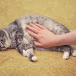 تشنج در گربه ها