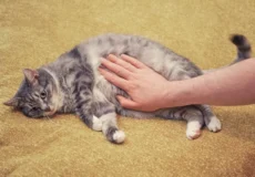 تشنج در گربه ها