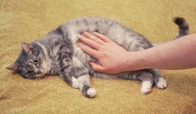 تشنج در گربه ها