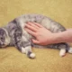 تشنج در گربه ها