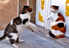 قلمرو طلبی گربه