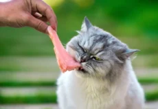 مصرف فیله مرغ برای گربه
