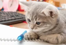 هزینه نگهداری گربه