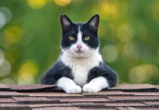 گربه تاکسیدو