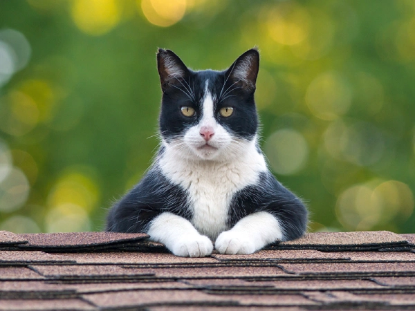 گربه تاکسیدو