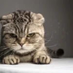 گربه ها از چه چیزهایی متنفرند
