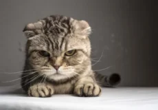 گربه ها از چه چیزهایی متنفرند