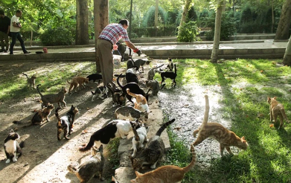 آدرس پارک گربه ها