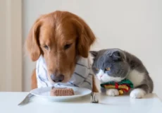 آیا گربه میتواند غذای سگ را بخورد