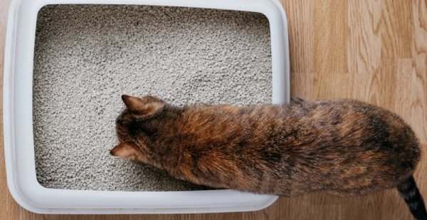 بهترین خاک گربه