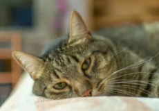 درمان مسمومیت گربه