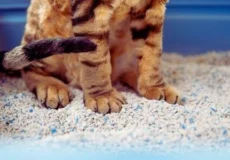 ویژگی های خاک گربه