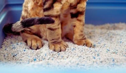 ویژگی های خاک گربه