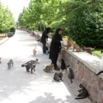 پارک های مناسب گربه