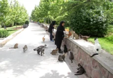 پارک های مناسب گربه