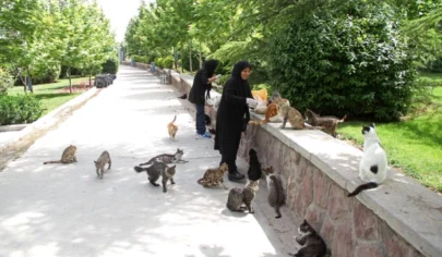 پارک های مناسب گربه