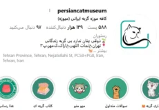 کافه موزه گربه ایرانی