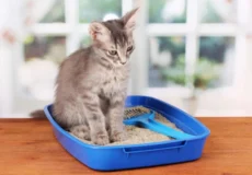 بوی بد ظرف خاک گربه