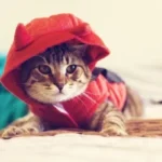 لباس پوشاندن برای گربه