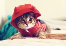 لباس پوشاندن برای گربه