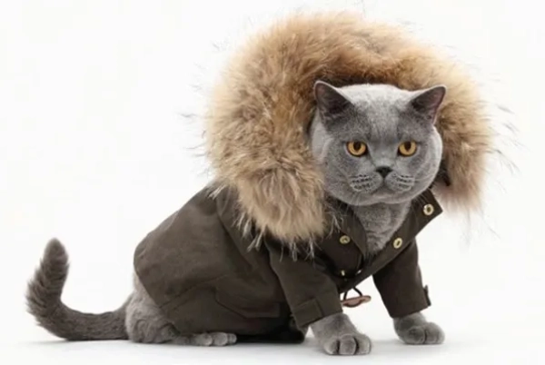 گربه با لباس