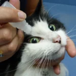 آموزش ریختن قطره چشم گربه