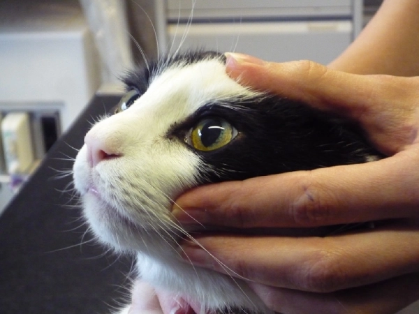 ریختن قطره در گربه