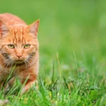 گربه در طبیعت