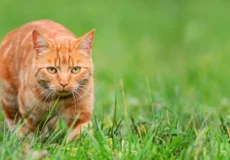 گربه در طبیعت