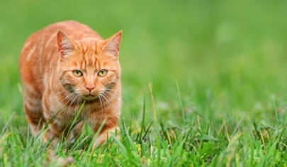 گربه در طبیعت