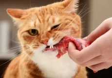 گوشت برای گربه