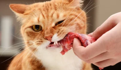 گوشت برای گربه